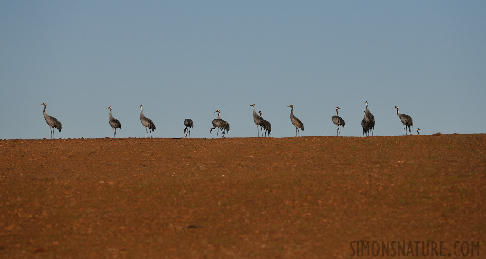 Grus grus [400 mm, 1/6400 sec at f / 8.0, ISO 1000]